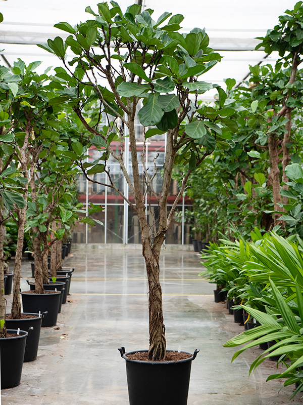 
                  
                    Ficus Lyrata
                  
                