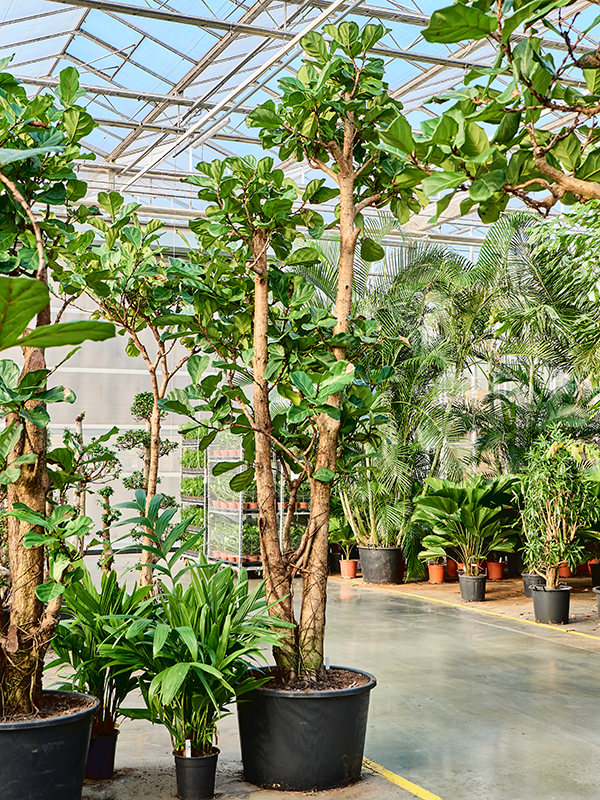 
                  
                    Ficus Lyrata
                  
                