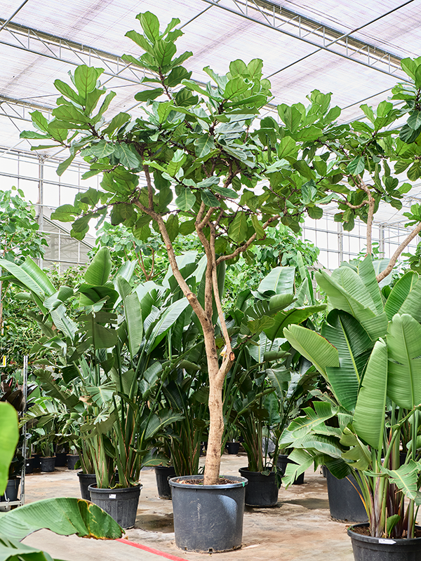
                  
                    Ficus Lyrata
                  
                