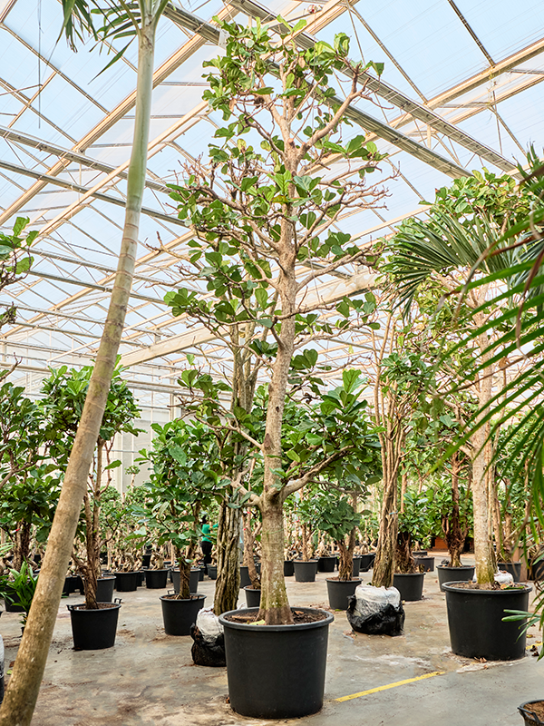 
                  
                    Ficus Lyrata
                  
                