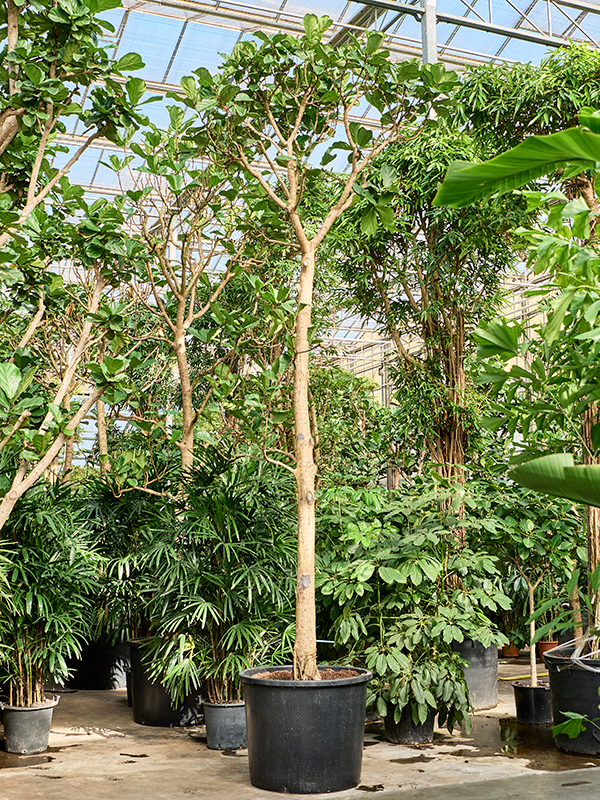 
                  
                    Ficus Lyrata
                  
                