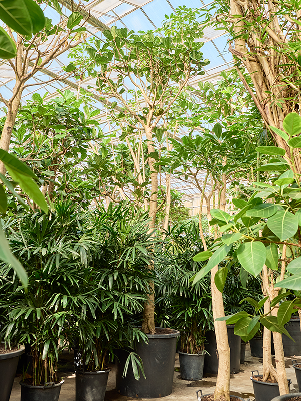 
                  
                    Ficus Lyrata
                  
                