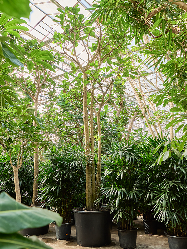 
                  
                    Ficus Lyrata
                  
                