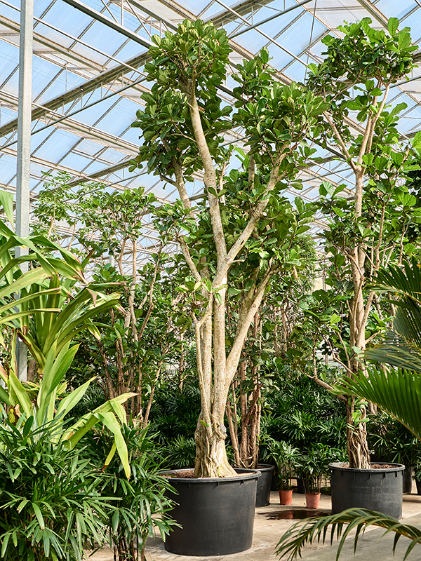 
                  
                    Ficus Lyrata
                  
                