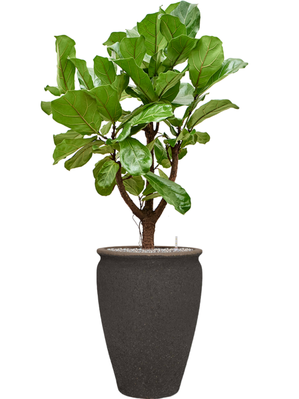 Ficus lyrata en pot Mediterranean