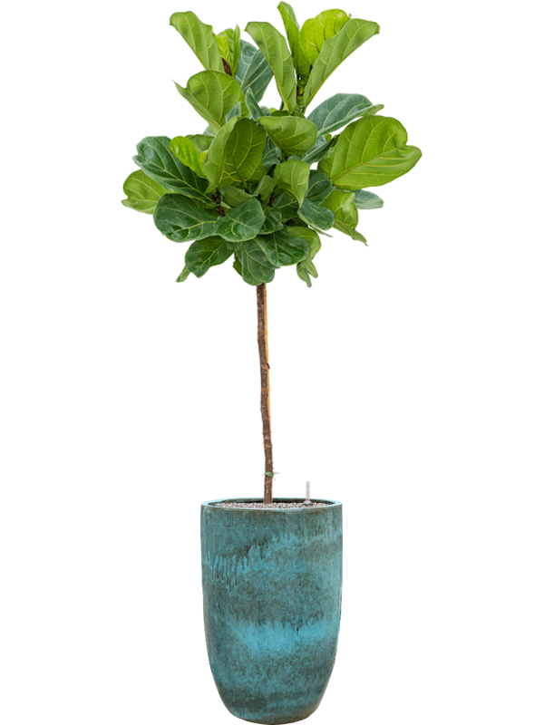 Ficus lyrata