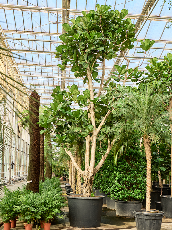 
                  
                    Ficus Lyrata
                  
                