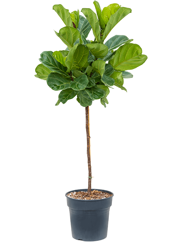 
                  
                    Ficus Lyrata
                  
                