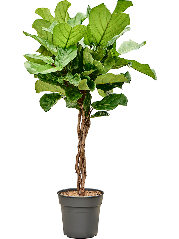
                  
                    Ficus Lyrata
                  
                