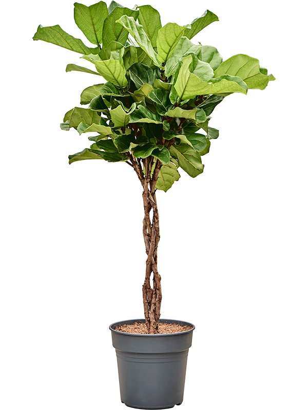 
                  
                    Ficus Lyrata
                  
                
