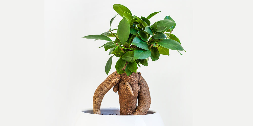 Ficus microcarpa Ginseng