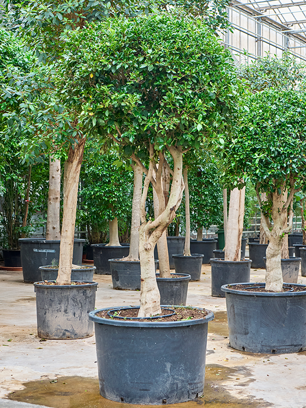 
                  
                    Ficus microcarpa 'Nitida'
                  
                