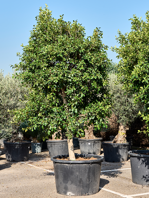 
                  
                    Ficus microcarpa 'Nitida'
                  
                