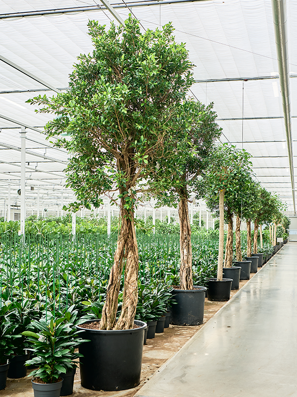
                  
                    Ficus microcarpa 'Nitida'
                  
                