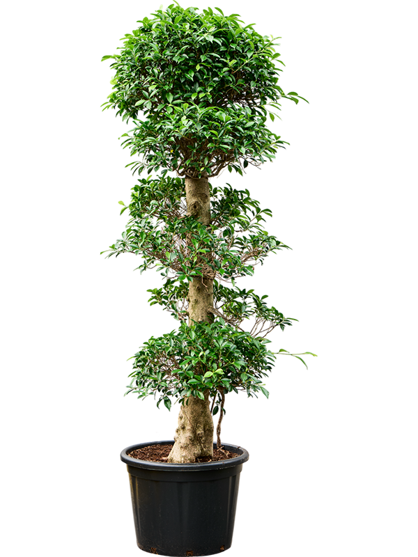 
                  
                    Ficus microcarpa 'Nitida'
                  
                