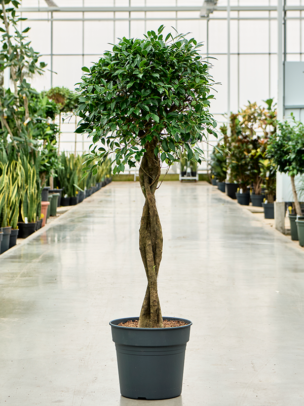
                  
                    Ficus microcarpa 'Nitida'.
                  
                