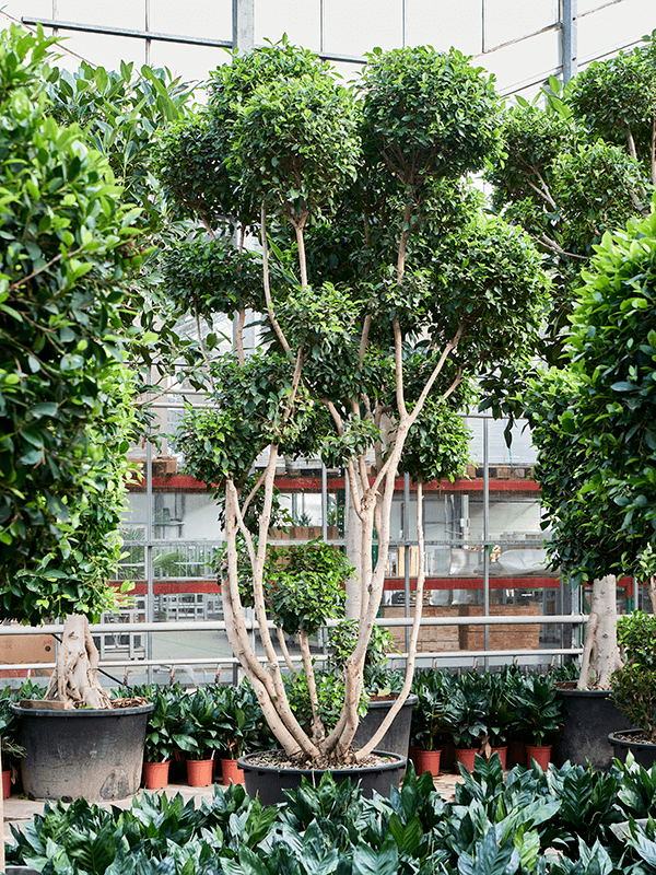 
                  
                    Ficus microcarpa 'Nitida'
                  
                