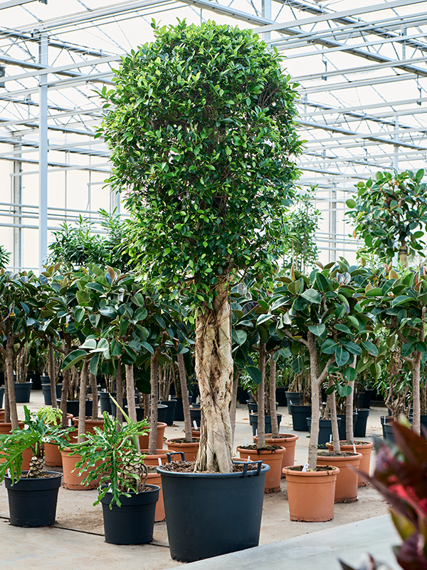 
                  
                    Ficus microcarpa 'Nitida'
                  
                