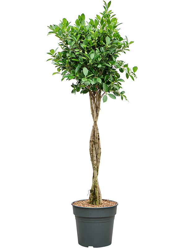 
                  
                    Ficus microcarpa 'Nitida'
                  
                