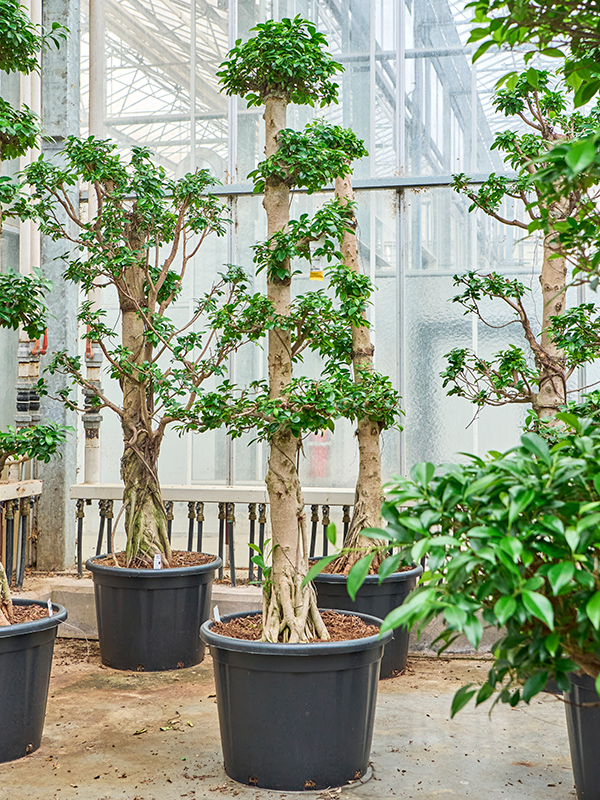 
                  
                    Ficus microcarpa Compacta Forme S
                  
                