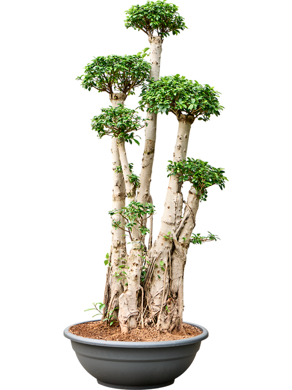 
                  
                    Ficus microcarpa Compacta Forme S
                  
                