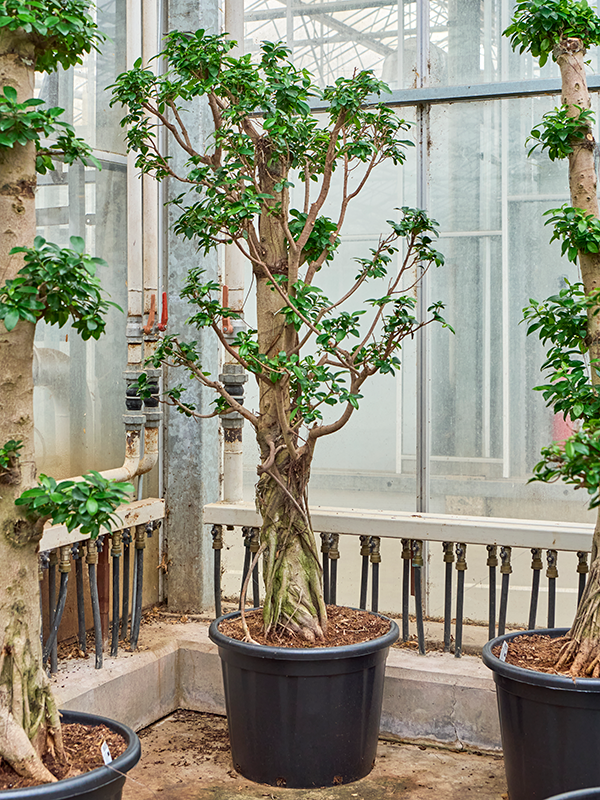 
                  
                    Ficus microcarpa Compacta Forme S
                  
                