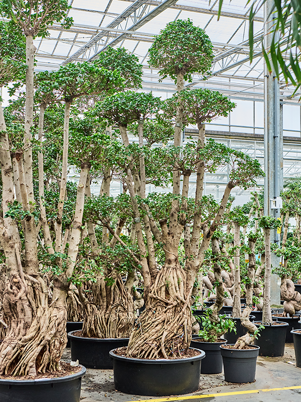 
                  
                    Ficus microcarpa Compacta Forme S
                  
                