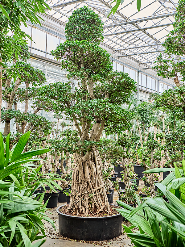 
                  
                    Ficus microcarpa Compacta Forme S
                  
                