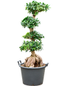 Ficus Microcarpa Ginseng En Pot - Plante Verte D'intérieur Made In Italy, Hauteur 50 Cm, Pot 17 Cm - 11