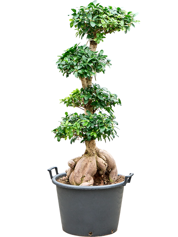 
                  
                    Ficus microcarpa Ginseng
                  
                