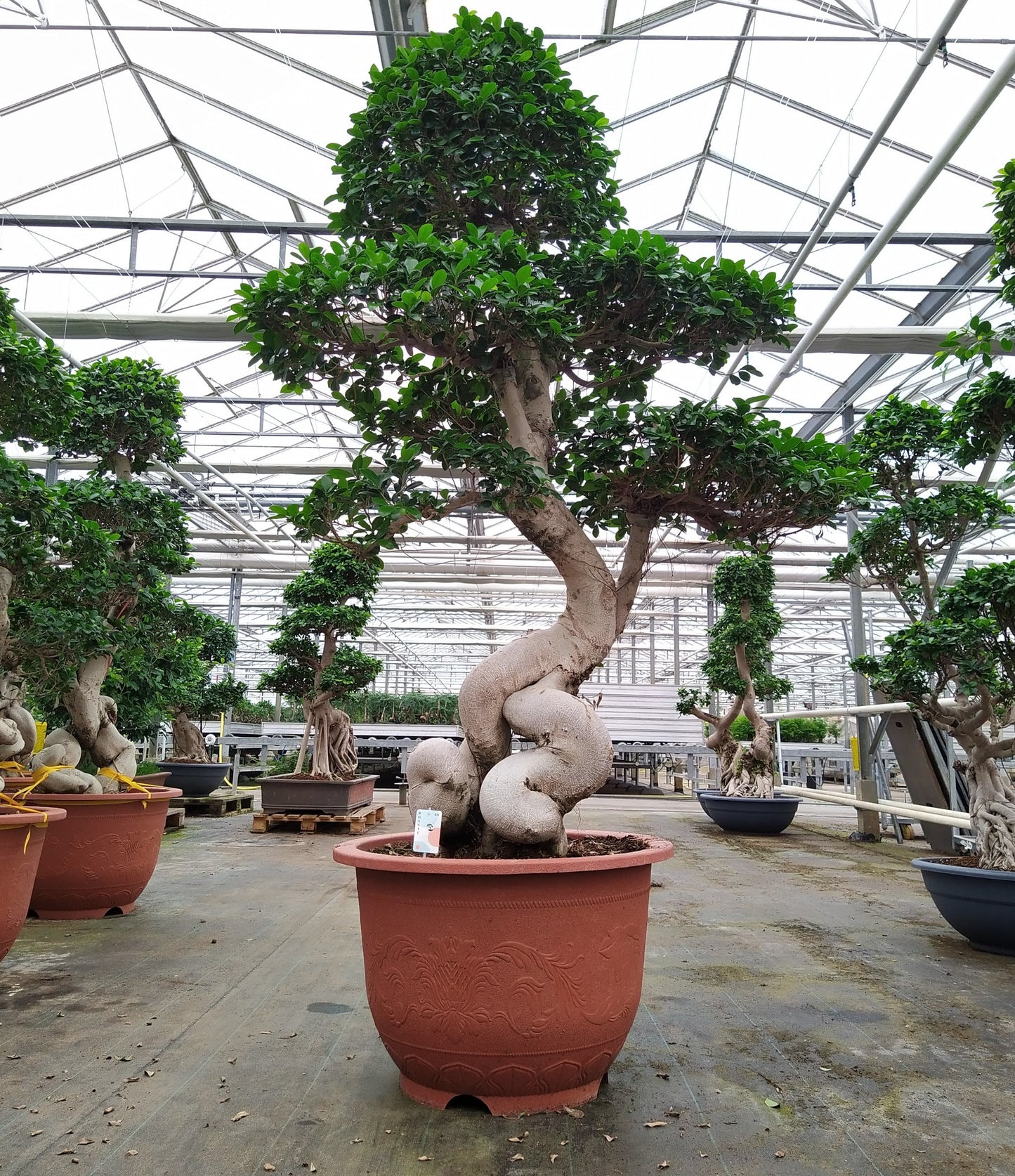 
                  
                    Ficus microcarpa Compacta Forme S
                  
                