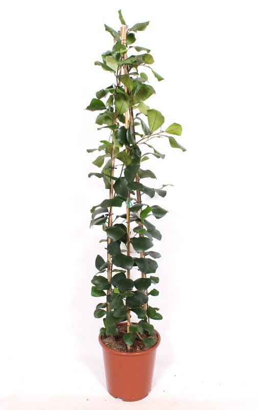 
                  
                    Ficus natalensis Trinova
                  
                