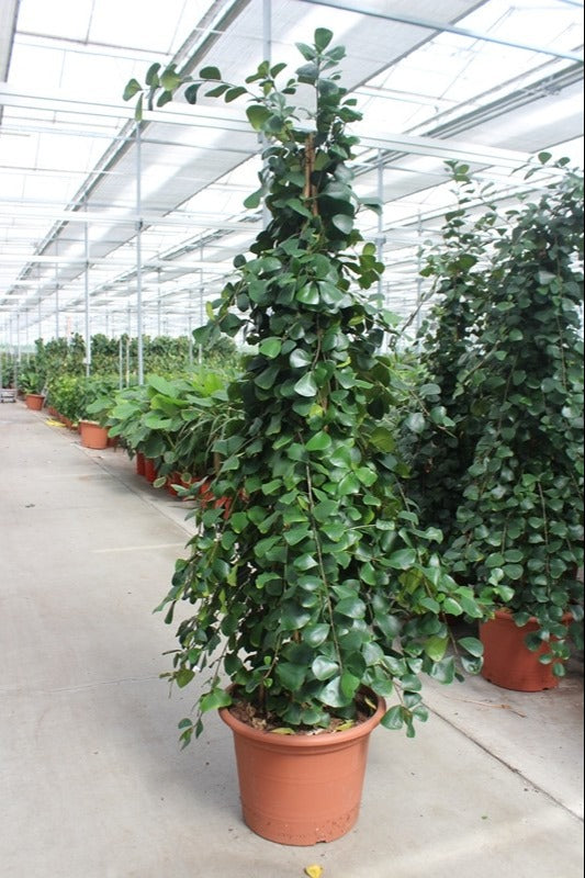 Ficus natalensis Trinova