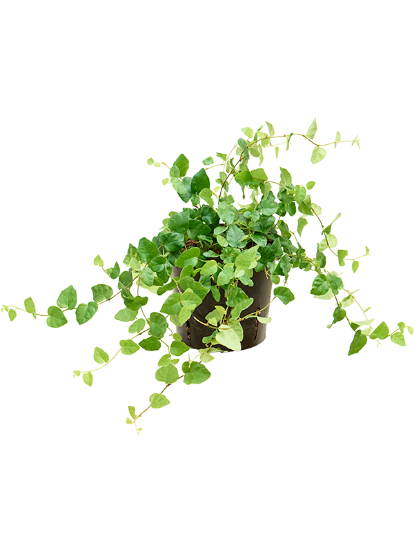 Ficus pumila Green sunny