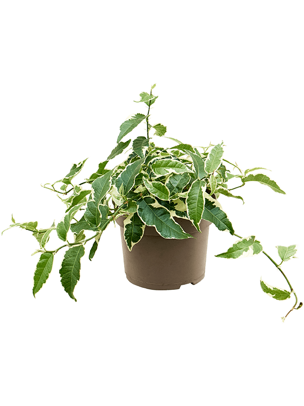 Ficus radicans White