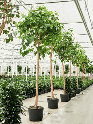 Ficus religiosa