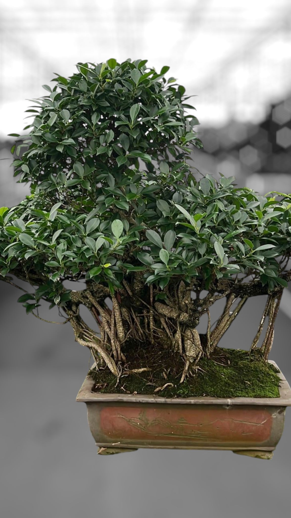 
                  
                    Bonsaï Ficus retusa
                  
                