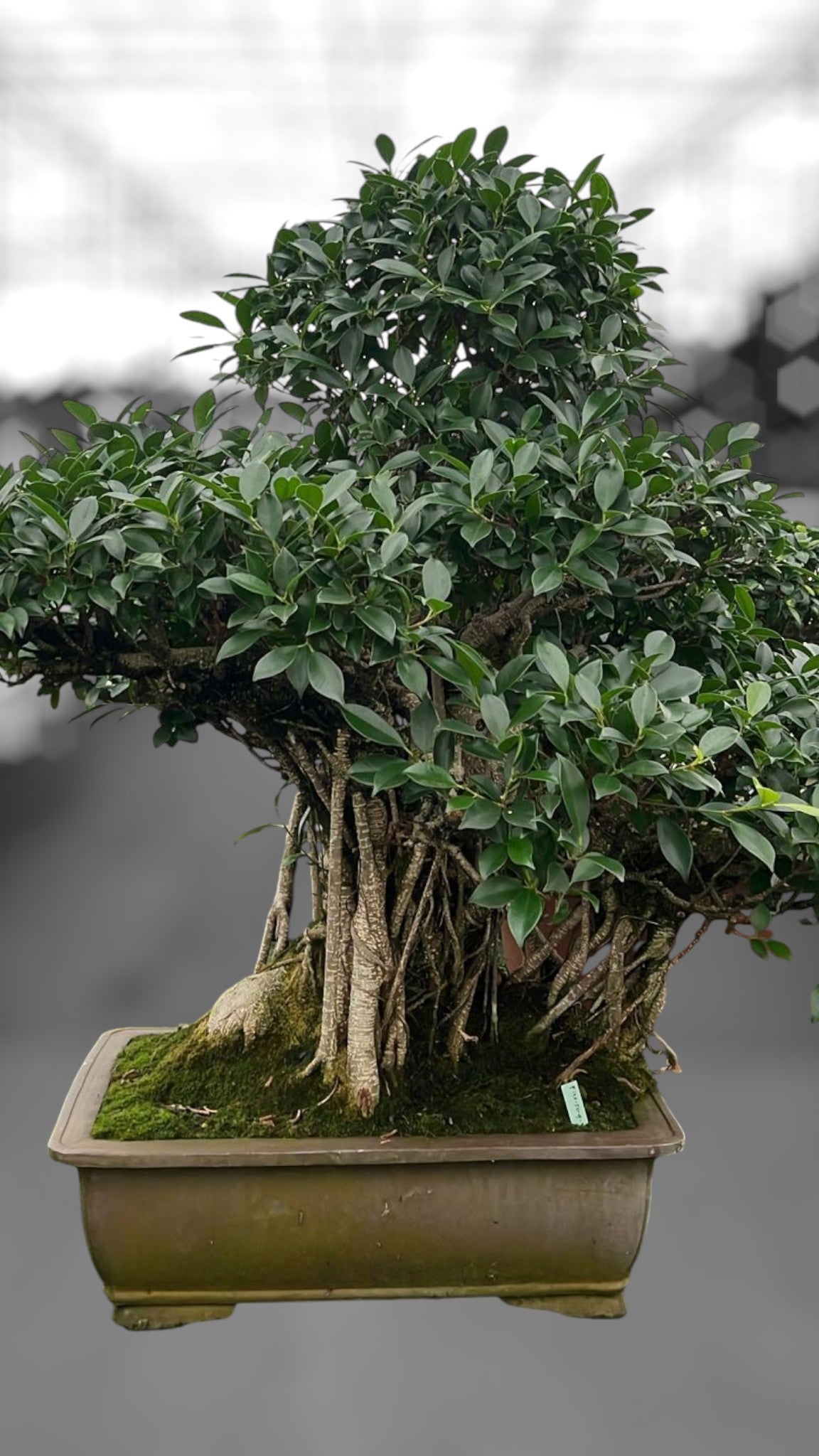 
                  
                    Bonsaï Ficus retusa
                  
                