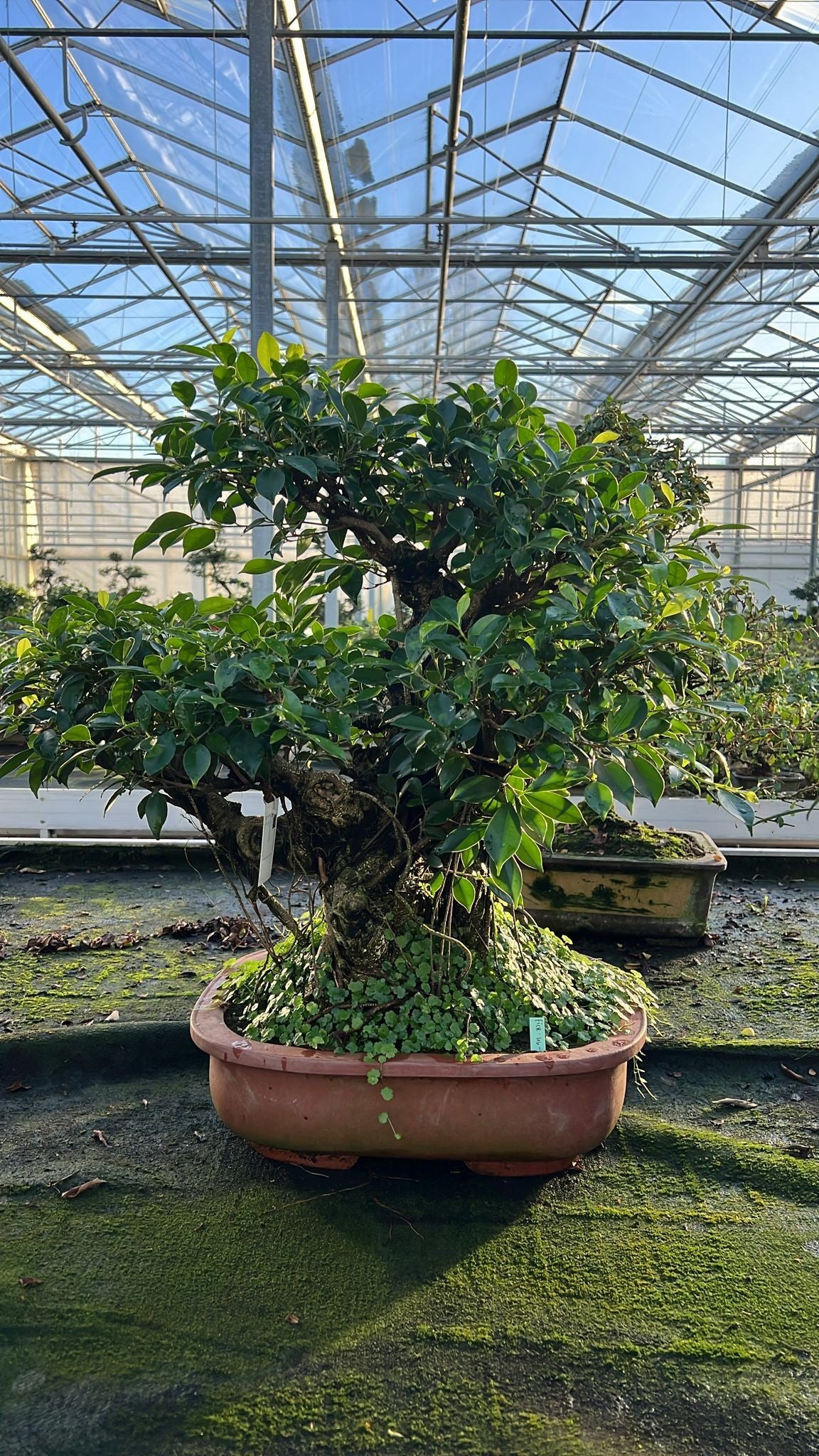 
                  
                    Bonsaï Ficus retusa
                  
                