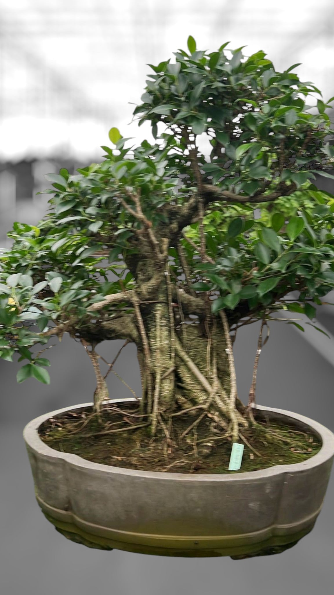 
                  
                    Bonsaï Ficus retusa
                  
                