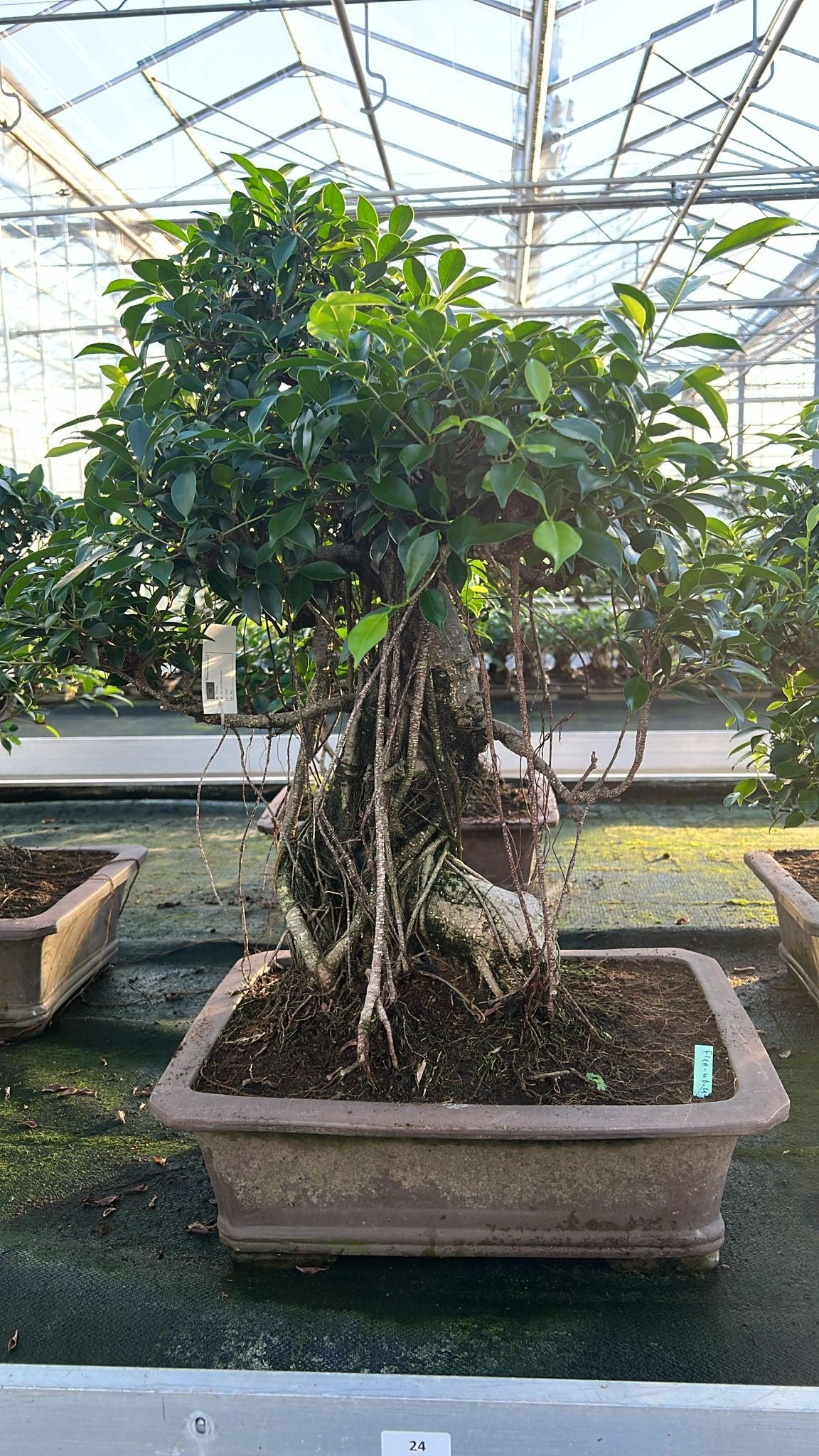 
                  
                    Bonsaï Ficus retusa
                  
                