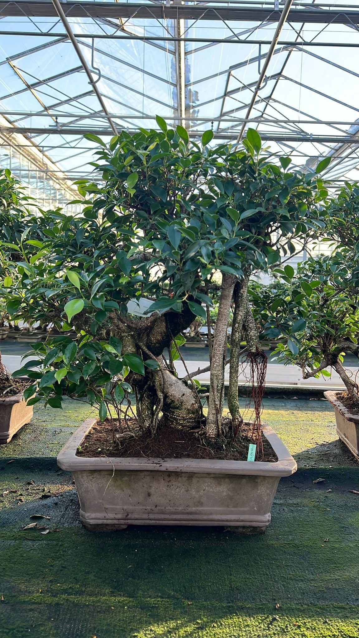 
                  
                    Bonsaï Ficus retusa
                  
                