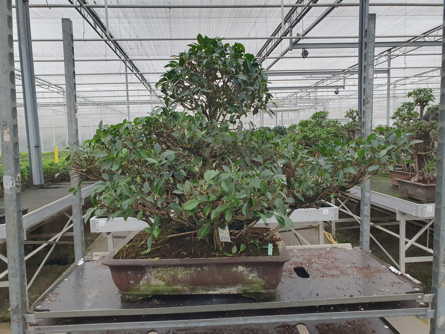
                  
                    Bonsaï Ficus retusa
                  
                