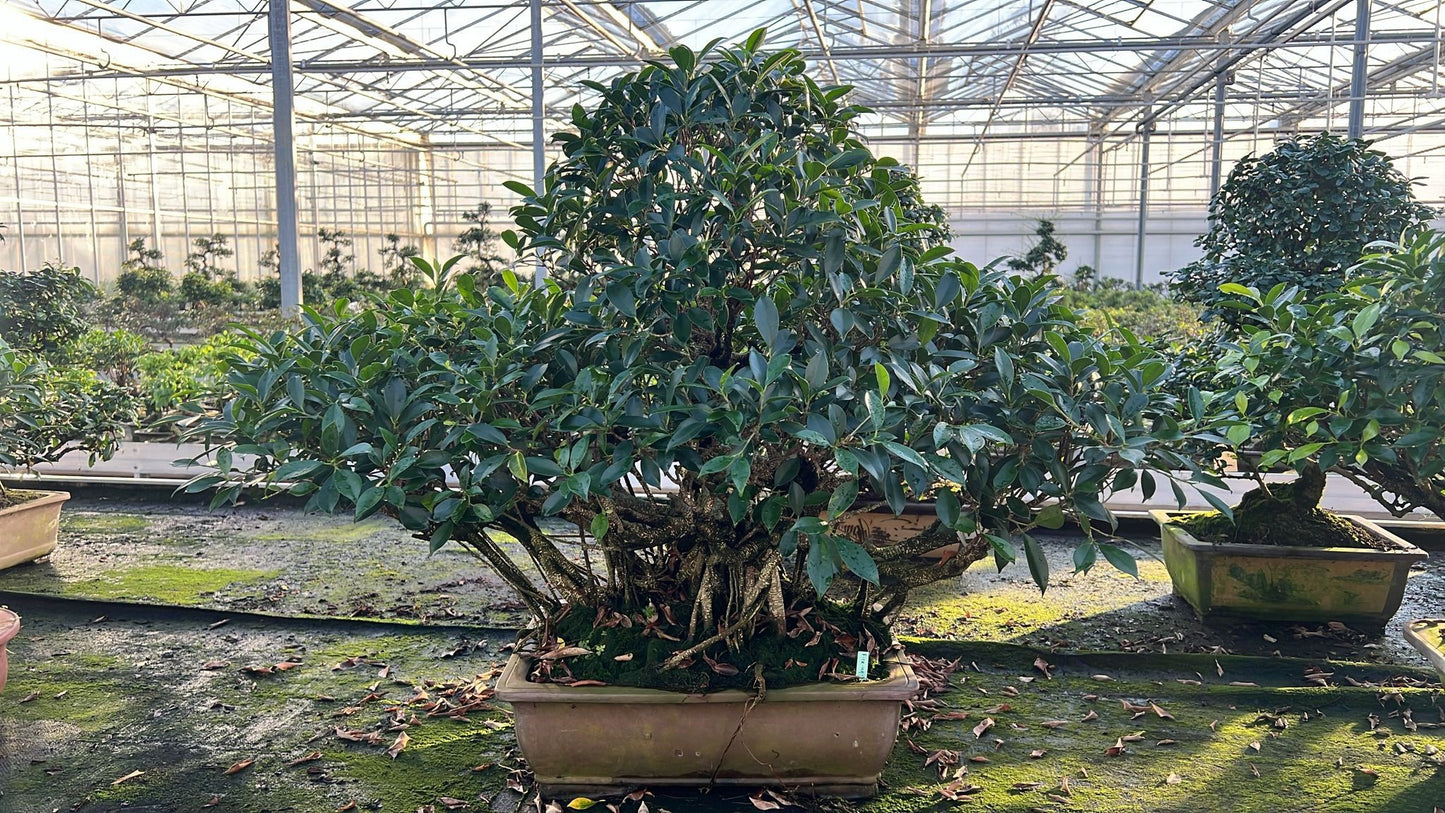 
                  
                    Bonsaï Ficus retusa
                  
                