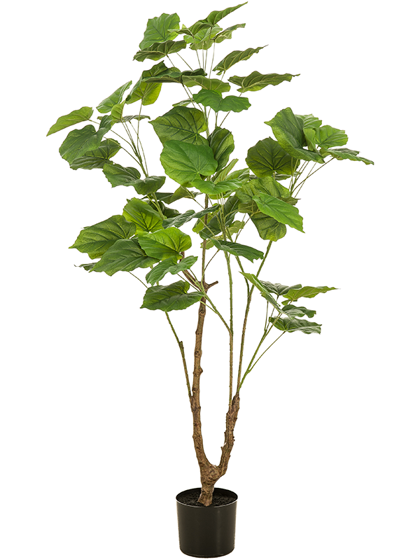 
                  
                    Ficus Umbelata artificiel
                  
                