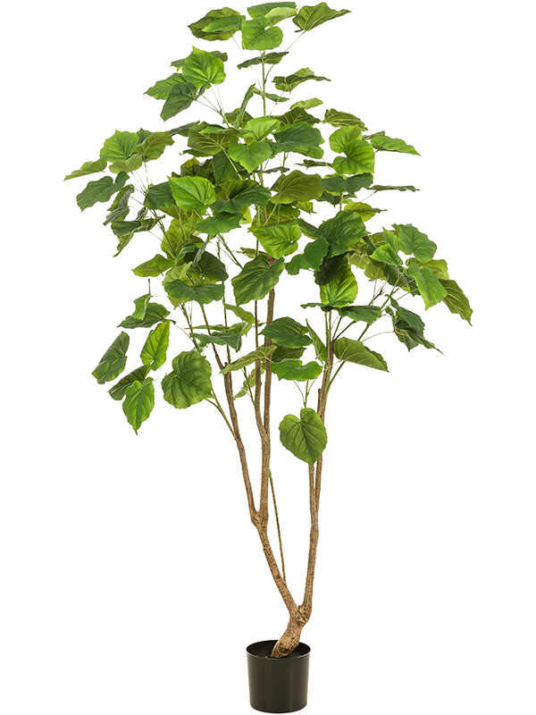 
                  
                    Ficus Umbelata artificiel
                  
                