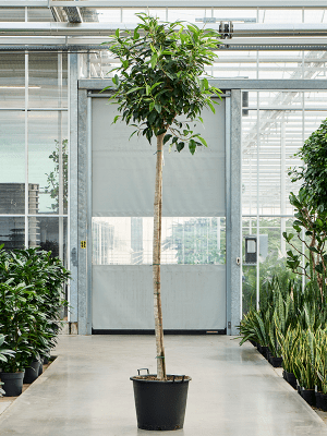 
                  
                    Ficus Lyrata
                  
                