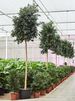 Ficus benjamina 'Anastasia' (Figuier pleureur) - Conseils & Astuces – Plantes Pour Tous Ficus benjamina 'Anastasia' (Figuier pleureur) - Conseils & Astuces – Plantes Pour Tous