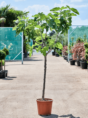 
                  
                    Figuier fruitier Ficus carica
                  
                