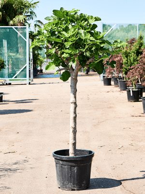 
                  
                    Figuier fruitier Ficus carica
                  
                